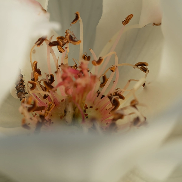 品種名COMING SOON